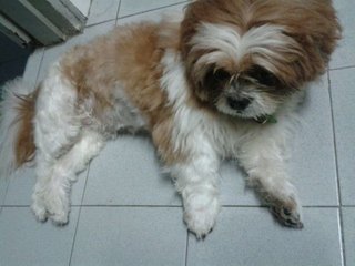 Ah Boi - Shih Tzu Dog