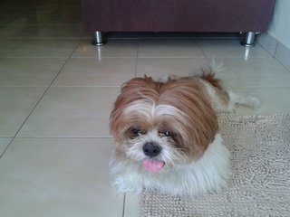 Ah Boi - Shih Tzu Dog