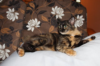 PF67290 - Calico Cat