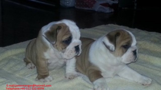 Lilly And Bentley  - English Bulldog Dog