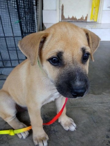 Lucky - Mixed Breed Dog