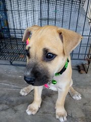 Lucky - Mixed Breed Dog