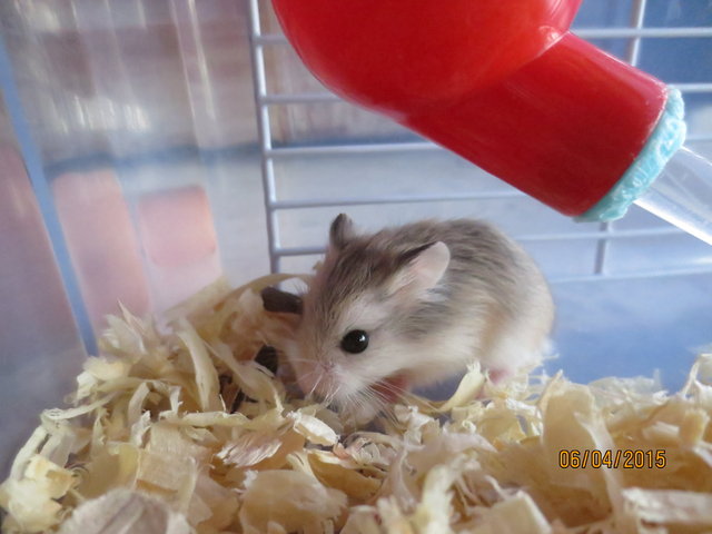 Robo's Babies - Roborovsky's Hamster Hamster