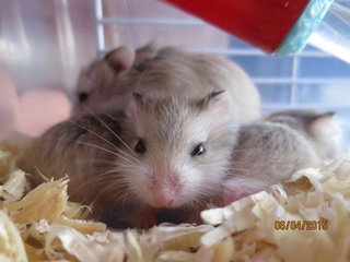 Robo's Babies - Roborovsky's Hamster Hamster