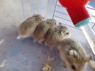 Robo's Babies - Roborovsky's Hamster Hamster