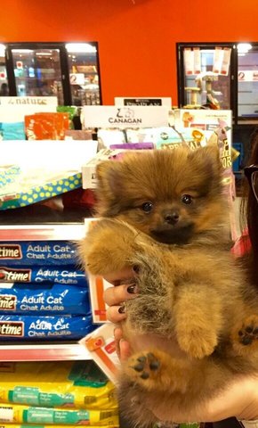 April  - Pomeranian Dog