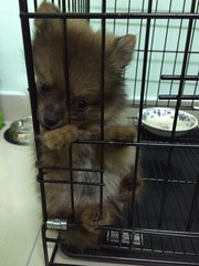 April  - Pomeranian Dog