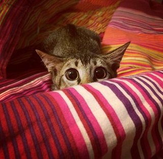 Hide and seek face