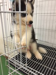 Cute Wooly Husky Bi Eye - Siberian Husky Dog