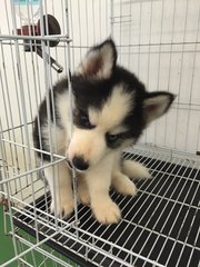 Cute Wooly Husky Bi Eye - Siberian Husky Dog