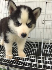 Cute Wooly Husky Bi Eye - Siberian Husky Dog