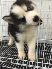 Cute Wooly Husky Bi Eye - Siberian Husky Dog