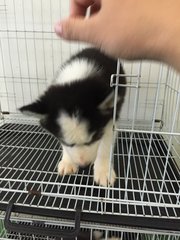 Cute Wooly Husky Bi Eye - Siberian Husky Dog