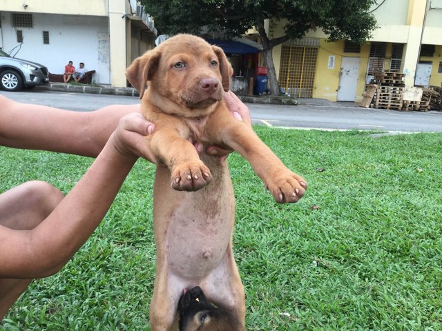 Ralph - Mixed Breed Dog