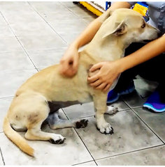 Shorty - Corgi Mix Dog