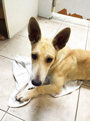 Shorty - Corgi Mix Dog