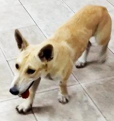 Shorty - Corgi Mix Dog