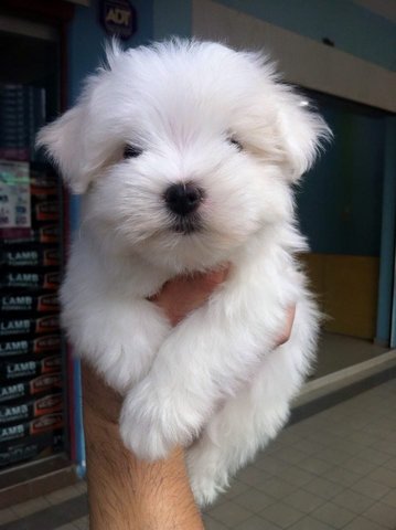 Maltese Puppy ( Tiny Size ) - Maltese Dog