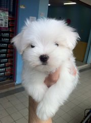 Maltese Puppy ( Tiny Size ) - Maltese Dog