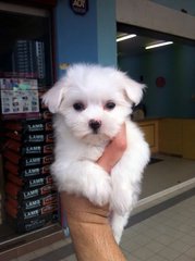 Maltese Puppy ( Tiny Size ) - Maltese Dog