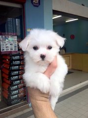 Maltese Puppy ( Tiny Size ) - Maltese Dog