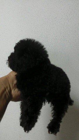 Toy Poodle ( Tiny Black ) - Poodle Dog