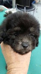 Toy Poodle ( Tiny Black ) - Poodle Dog