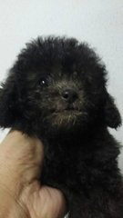 Toy Poodle ( Tiny Black ) - Poodle Dog