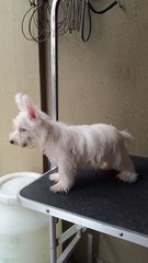 Westie Puppy For Sale - West Highland White Terrier Westie Dog