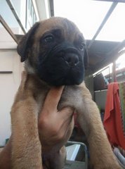 Bullmastiff (Parent Imp N Champion) - Bullmastiff Dog