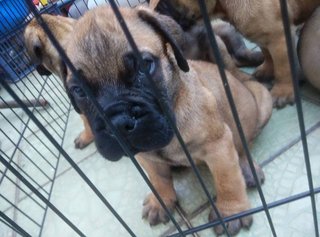 Bullmastiff (Parent Imp N Champion) - Bullmastiff Dog