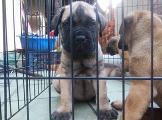 Bullmastiff (Parent Imp N Champion) - Bullmastiff Dog