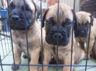 Bullmastiff (Parent Imp N Champion) - Bullmastiff Dog