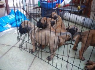 Bullmastiff (Parent Imp N Champion) - Bullmastiff Dog