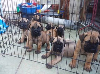 Bullmastiff (Parent Imp N Champion) - Bullmastiff Dog