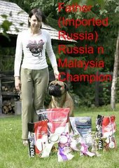 Bullmastiff (Parent Imp N Champion) - Bullmastiff Dog