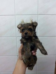 Yorkshire Mix Silky Terrier - Yorkshire Terrier Yorkie + Silky Terrier Dog