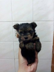 Yorkshire Mix Silky Terrier - Yorkshire Terrier Yorkie + Silky Terrier Dog