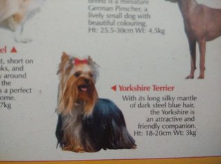 Yorkshire Mix Silky Terrier - Yorkshire Terrier Yorkie + Silky Terrier Dog