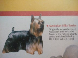 Yorkshire Mix Silky Terrier - Yorkshire Terrier Yorkie + Silky Terrier Dog