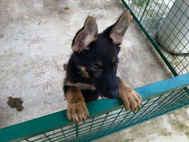 German Shepherd Puppy - German Shepherd Dog Dog