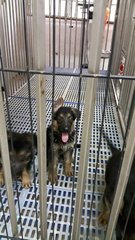 German Shepherd Puppy - German Shepherd Dog Dog