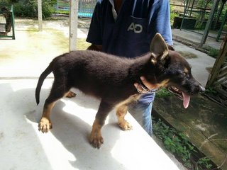 German Shepherd Puppy - German Shepherd Dog Dog