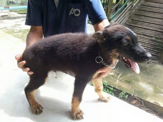 German Shepherd Puppy - German Shepherd Dog Dog