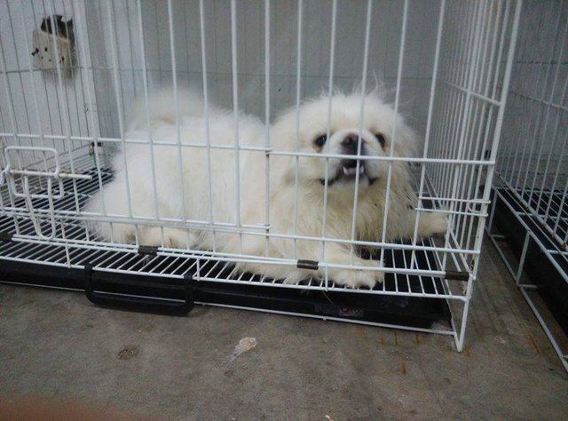 Pekingese Puppy - Pekingese Dog