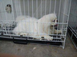 Pekingese Puppy - Pekingese Dog