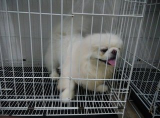 Pekingese Puppy - Pekingese Dog