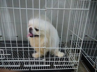 Pekingese Puppy - Pekingese Dog