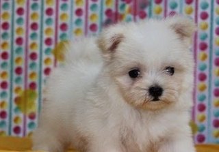 Snow White Malteses - Maltese Dog