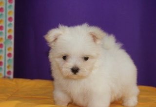 Snow White Malteses - Maltese Dog